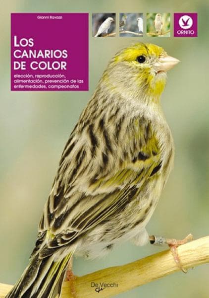 LOS CANARIOS DE COLOR