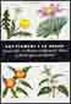 PLANTAS Y LA SALUD, LAS